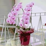 �ԍH�[�ԑ���G�[�f�����C�X �t�����[�M�t�g �Ӓ���2�{�����s���N