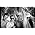 Thumbnail image of Big Audio Dynamite