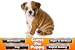 Guess The Puppy Breed 2 - Trivia Game