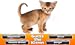 Guess The Kitten Breed - Trivia Game