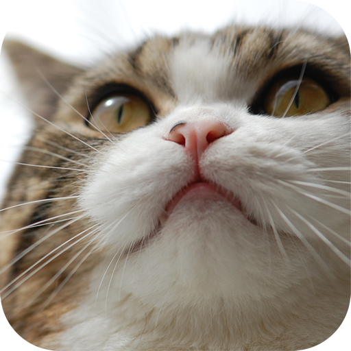 Funny Cute Cat Video