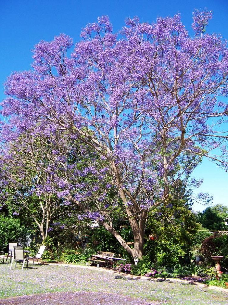 Amazon.com : Blue Jacaranda Tree 20 Seeds - Tropical : Tree Plants ...
