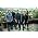 Vignette de Yellowcard