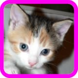 Cute Kittens
