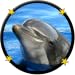My Baby Loves Dolphins