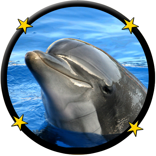 My Baby Loves Dolphins