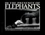 In the Presence of Elephants