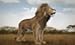Life Of Lion and Animals