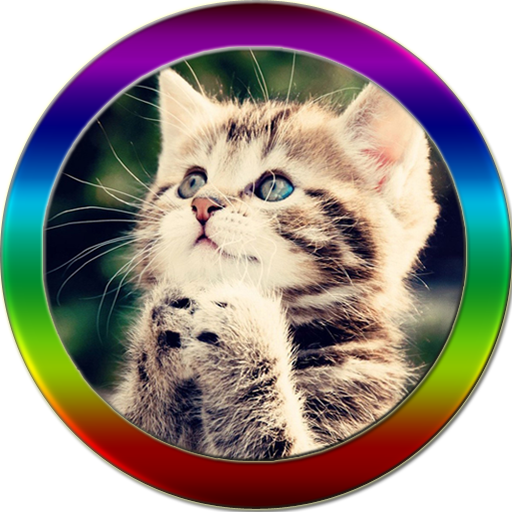 Funny Cats