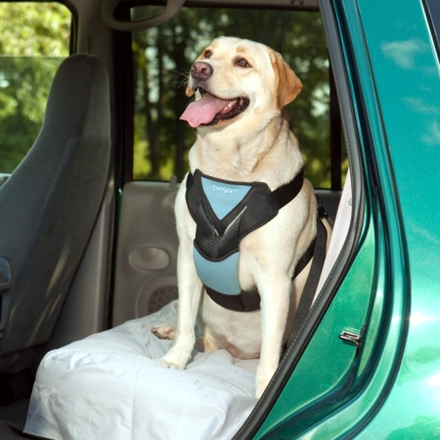 DOG SAFETY PRODUCTS Paws Right Here