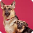 Training German Shepherds&nbsp;&nbsp;by Koolappz 