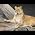 Video of Tony Samara