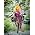 Thumbnail image of Nicki Minaj