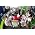 Thumbnail image of Kottonmouth Kings