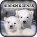 Hidden Scenes - Polar Bears