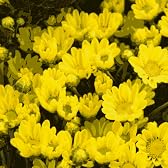 【送料無料】お盆切花セットお供え用・お墓参りに小菊の１０本セット〔黄〕 花工房花贈り フラワーギフト