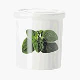 Produkt-Bild: ASA Selection - Serie trattoria - Vorrats-Dose Oregano