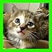 Cute Cats Jigsaw Puzzles (Ads Free)