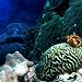 Real Aquarium HD Live Wallpaper