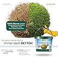 Algenkalk halmland - St&auml;rkung des Buchsbaum gg Buchsbaumz&uuml;nsler + Bacillus thuringiensis - Prophylaxe + Rettung, 5kg Premium Siebung m. Expertentips  30e 