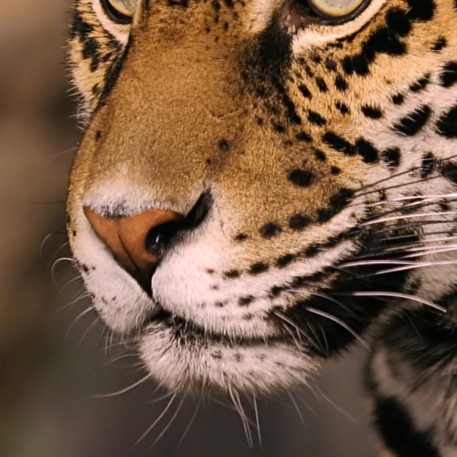 Amazon.com: Animal Noses 1: Appstore for Android