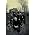 Miniaturansicht von Soilwork