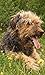 Cute Dogs Jigsaw Puzzles (Ads Free)