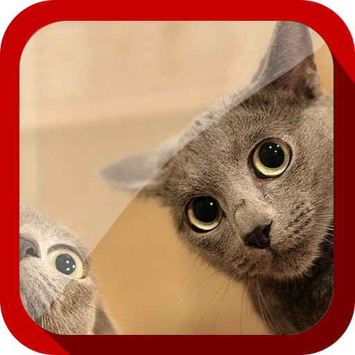 Cute Cats Video