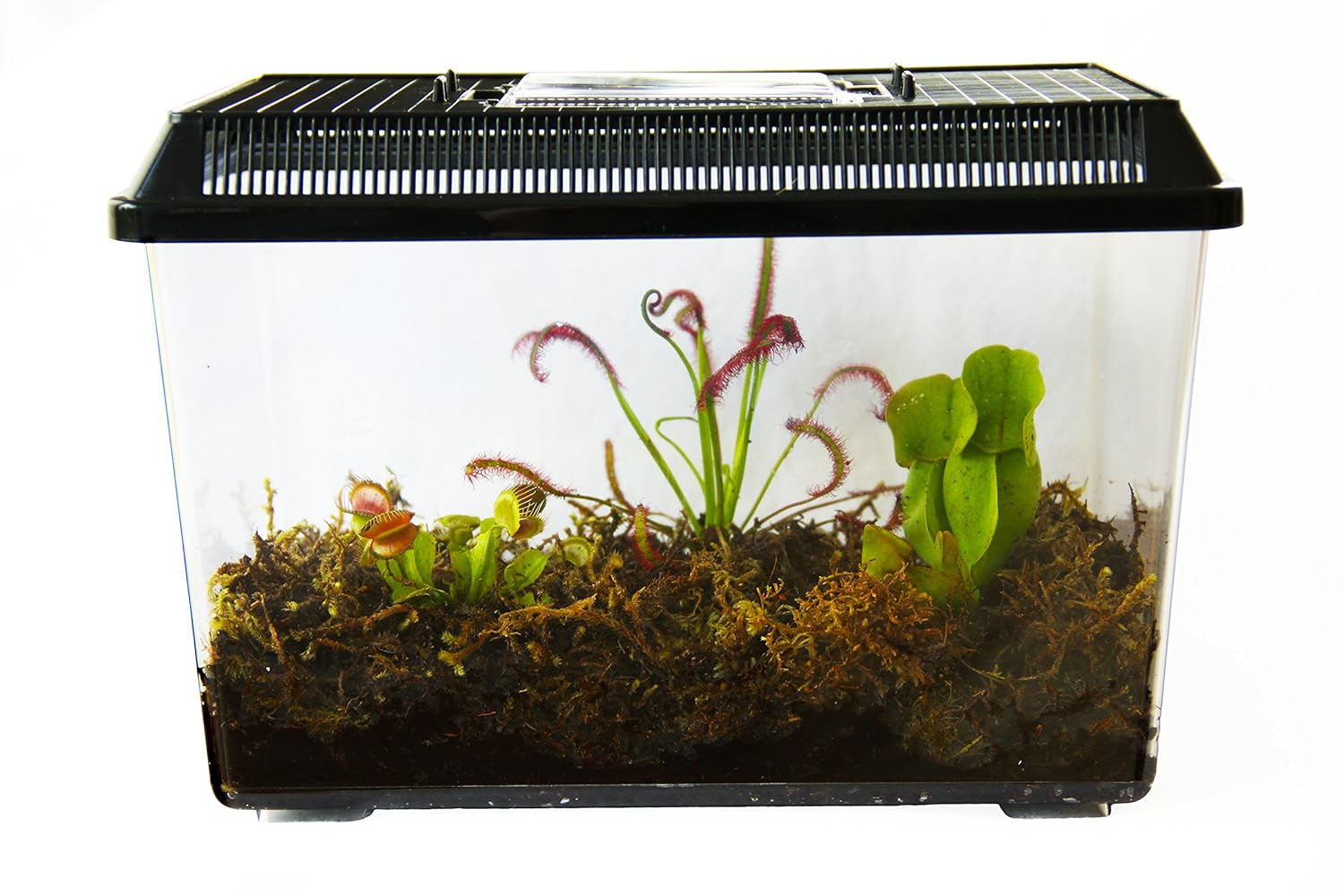 3 Live Adult Carnivorous Plants Deluxe Terrarium Venus Fly Trap