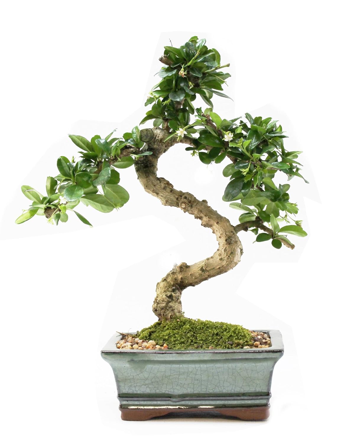 Fukien Tea Bonsai Tree Blooming White Flowers Ever