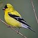 Backyard Birds Of America