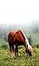 Horses Jigsaw Puzzles (Ad-Free)