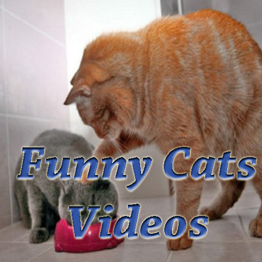 Funny Cat Videos