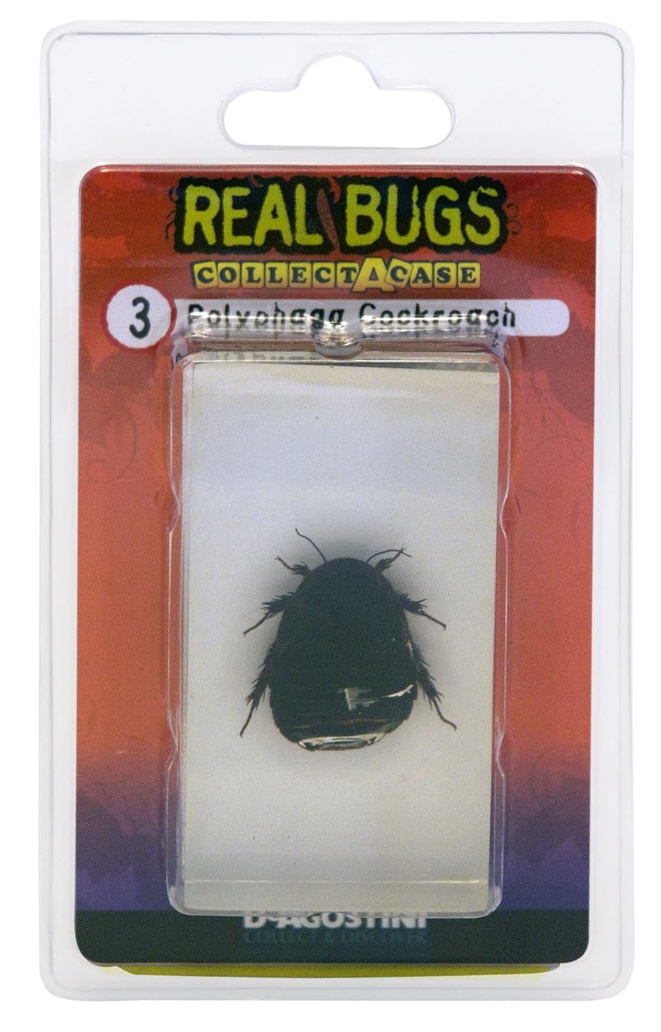 Насекомые №29 - Таракан-черепашка (Polyphaga sp.)