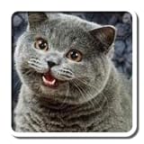 Random LOLcat