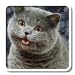 Random LOLcat