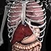 Anatomy 3D: Organs