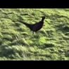 Eddi Reader - "Roses"