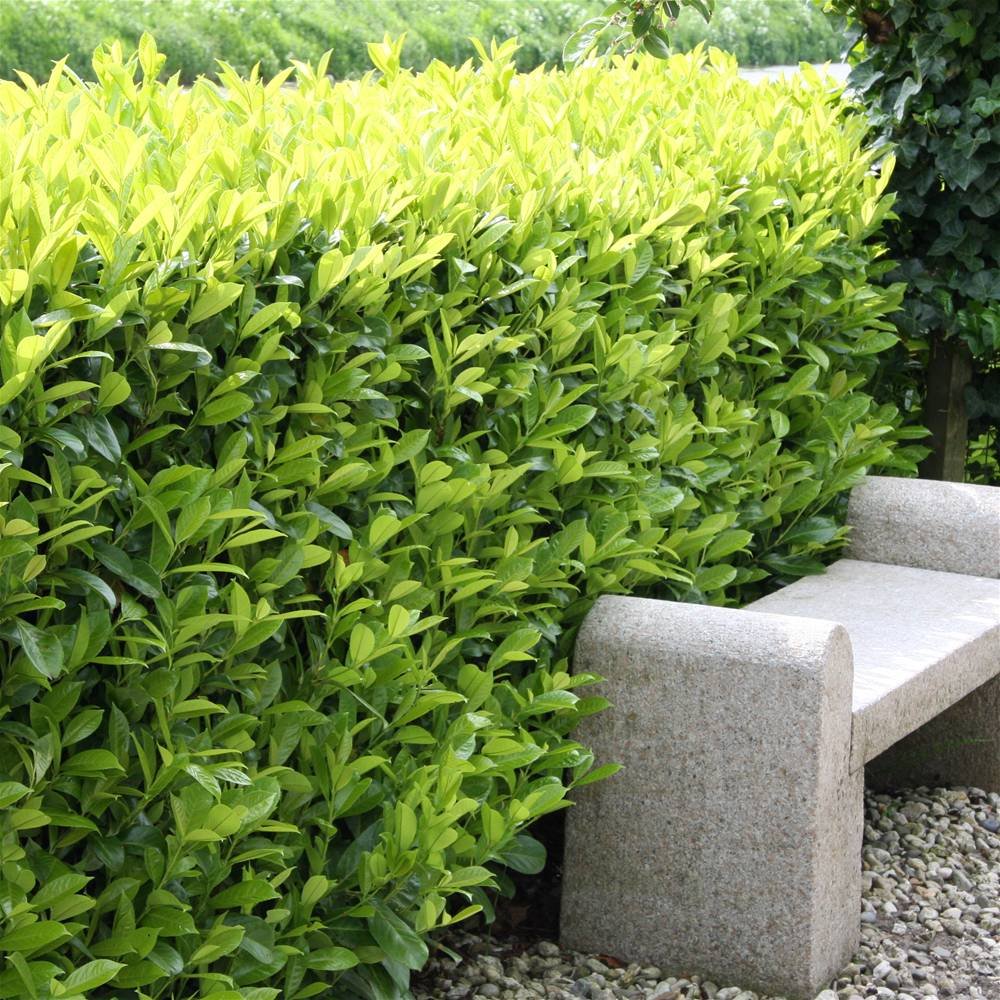 Prunus Laurocerasus Rotundifolia Hedge by Gardens4you available on Amazon Prunus laurocerasus 'Rotundifolia' Hedge