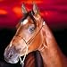 Racing horse: kids puzzle