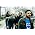 Thumbnail image of Band of Horses