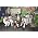 Thumbnail image of Kottonmouth Kings