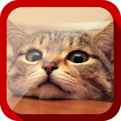 Funny Cats Video