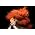 Thumbnail image of Bj�rk