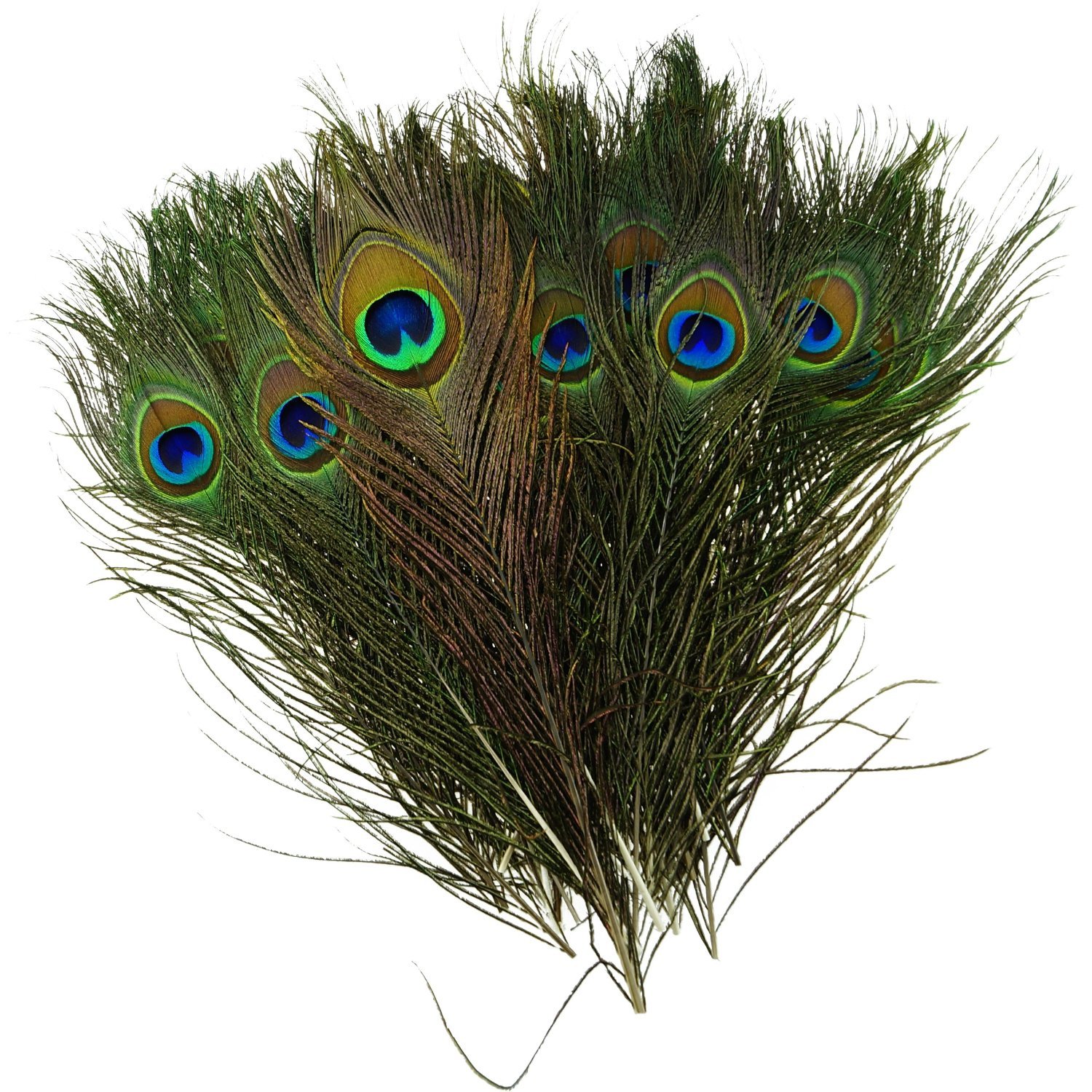 Real Peacock Feathers: Natural and Beautiful