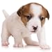 Guess The Puppy Breed 2 - Trivia Game