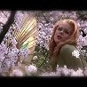 Cherry Blossoms by Marianne Nowottny
