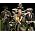 Thumbnail image of Bruce Springsteen