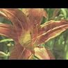 Video of Mark David Gerson