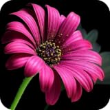 Beautiful Flowers Beautiful Flowers
